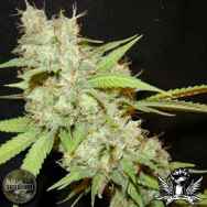 Seedism Seeds White Skunk